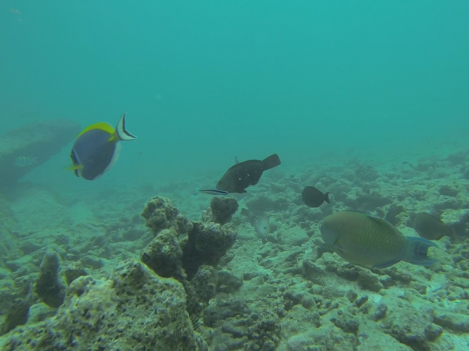 Quelques poissons tropicaux du côté de Félicité