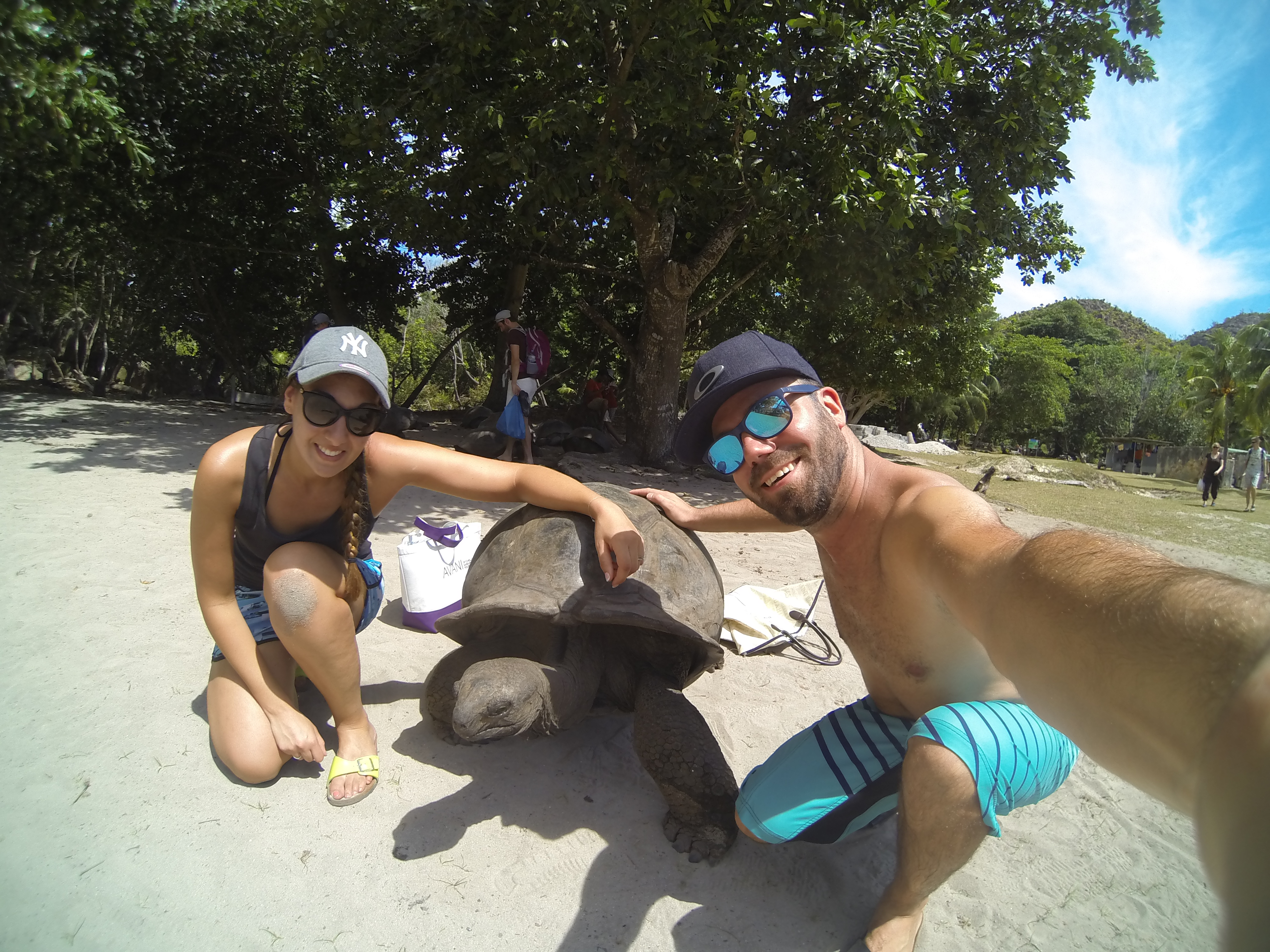 Une tortue Géante à Curieuse Island