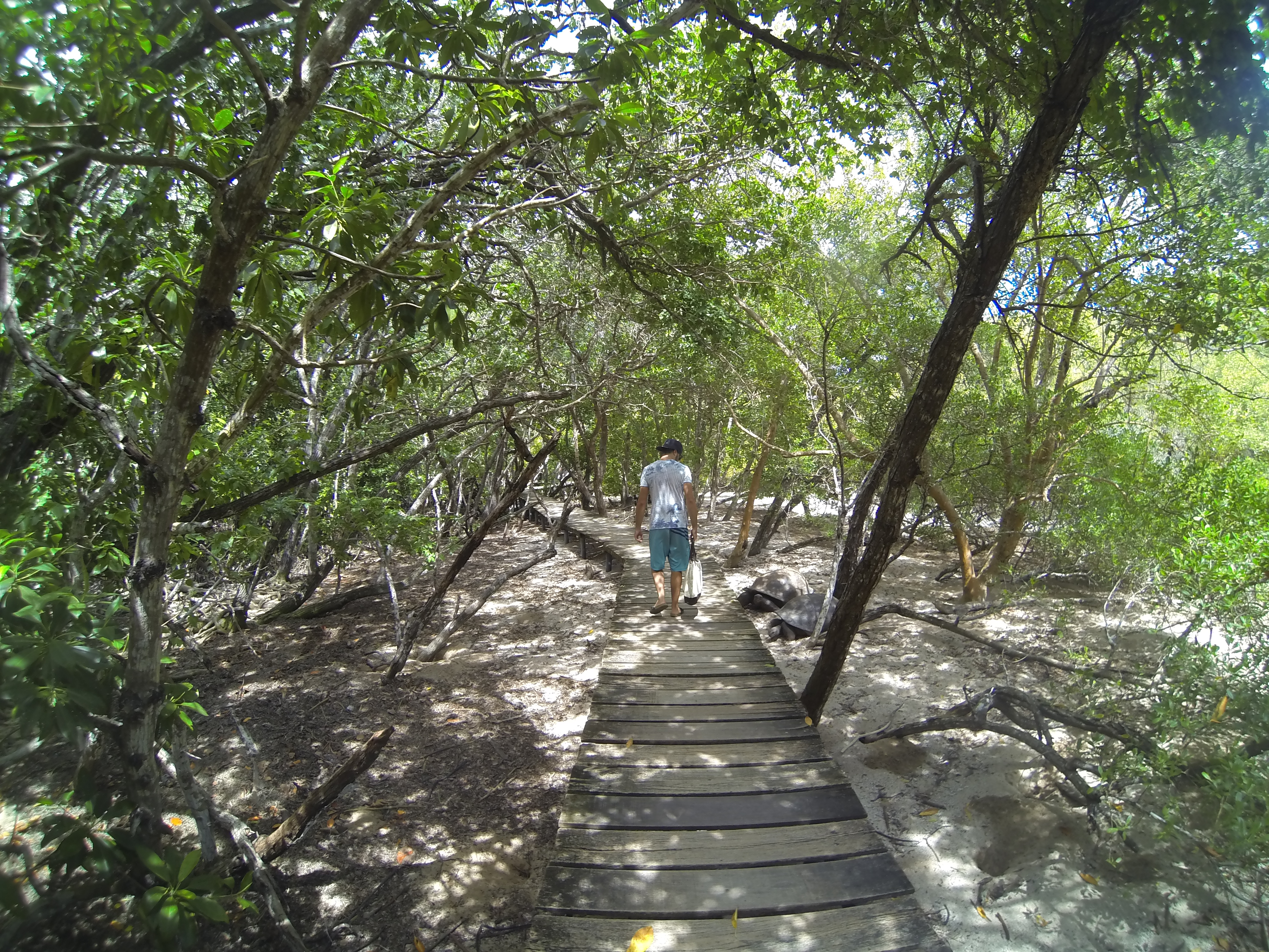 Le chemin qui serpente dans la mangrove de Curieuse Island