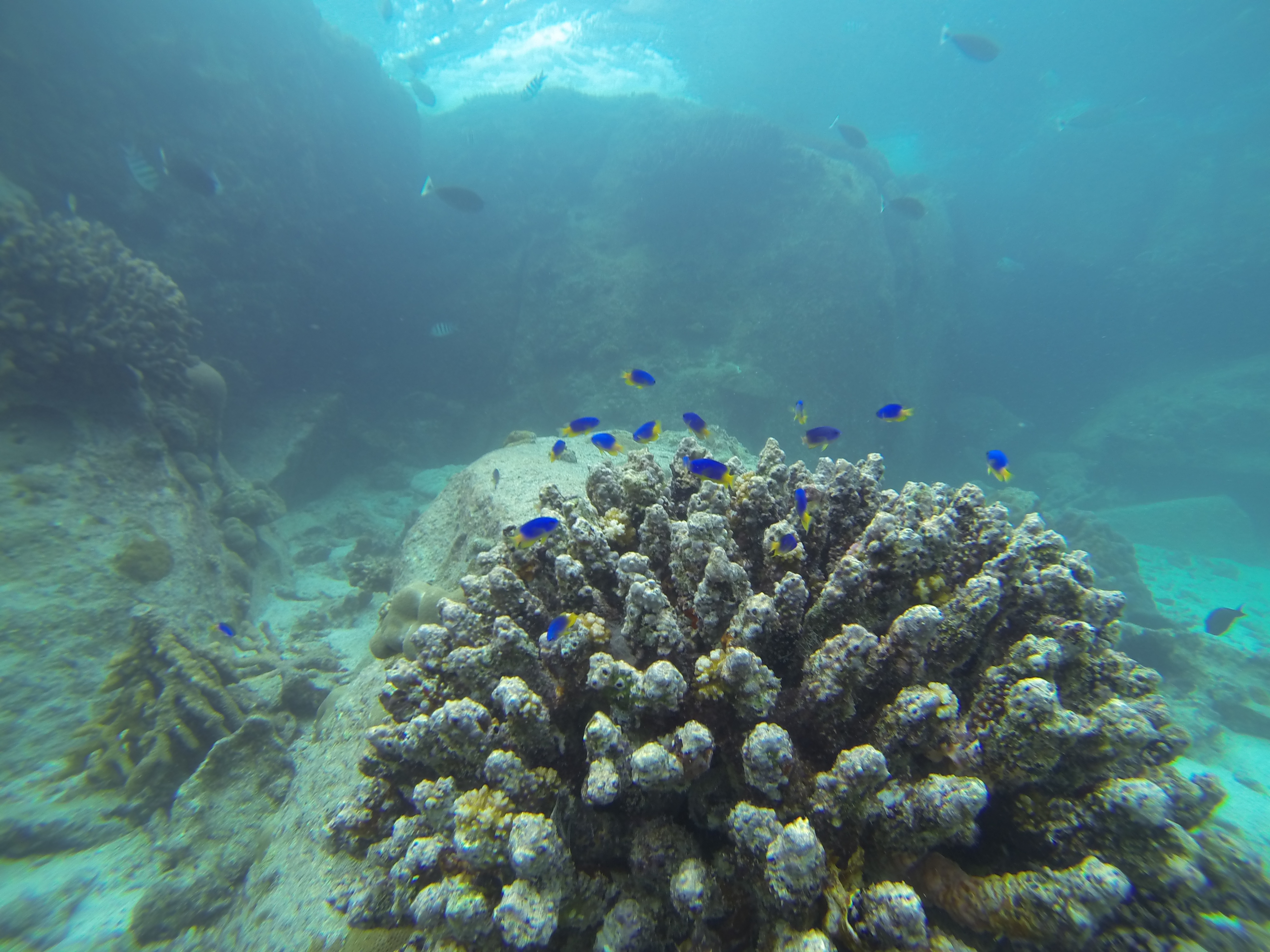 Petit récif de corail à l'île Saint Pierre